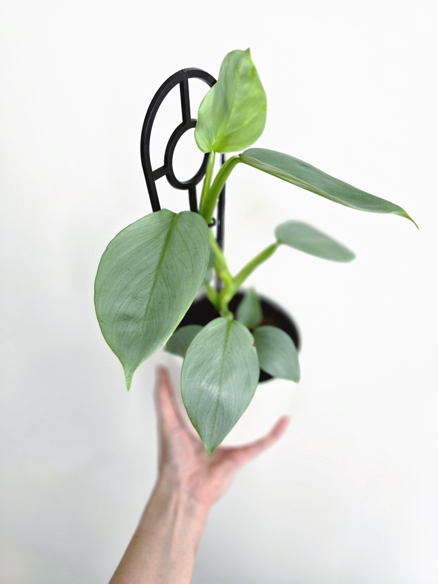 Philodendron Hastatum 'Silver Sword' Ladder - 118mm