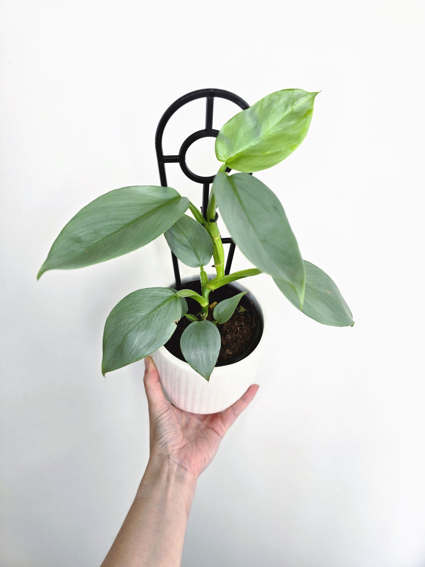 Philodendron Hastatum 'Silver Sword' - 118mm