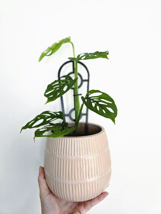 Monstera Adansonii 'Swiss Cheese' - 118mm