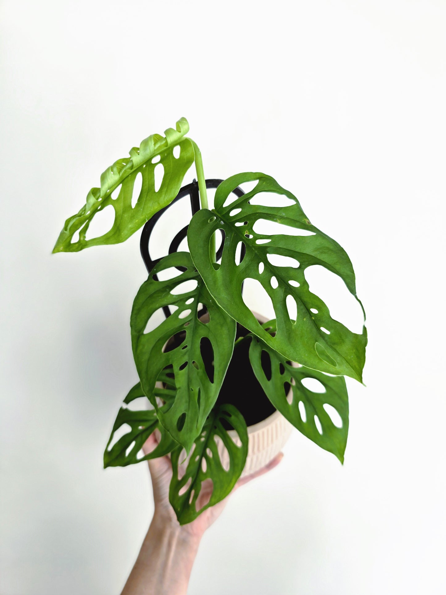 Monstera Adansonii 'Swiss Cheese' - 118mm