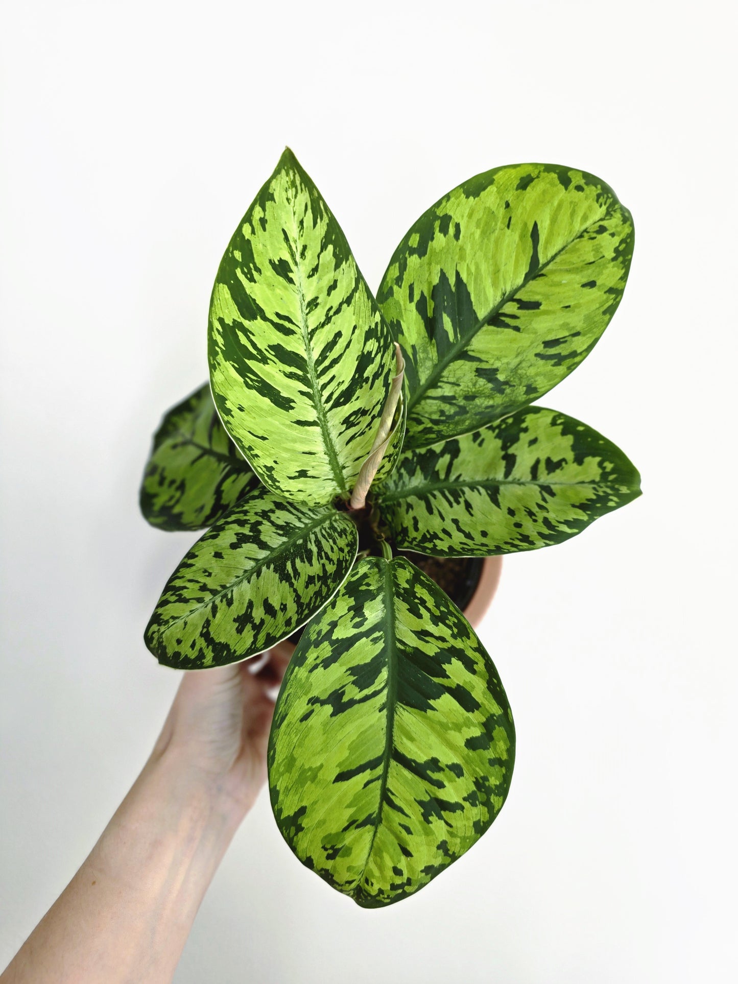 Homalomena Wallisii 'Camouflage' - 125mm