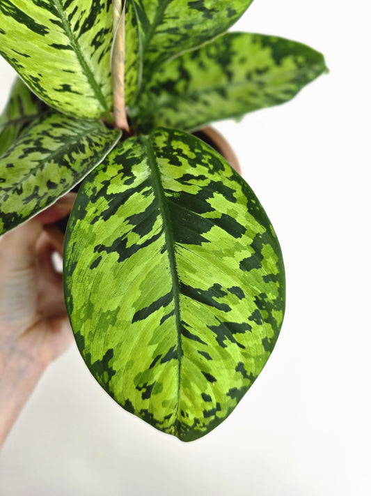 Homalomena Wallisii 'Camouflage' - 125mm