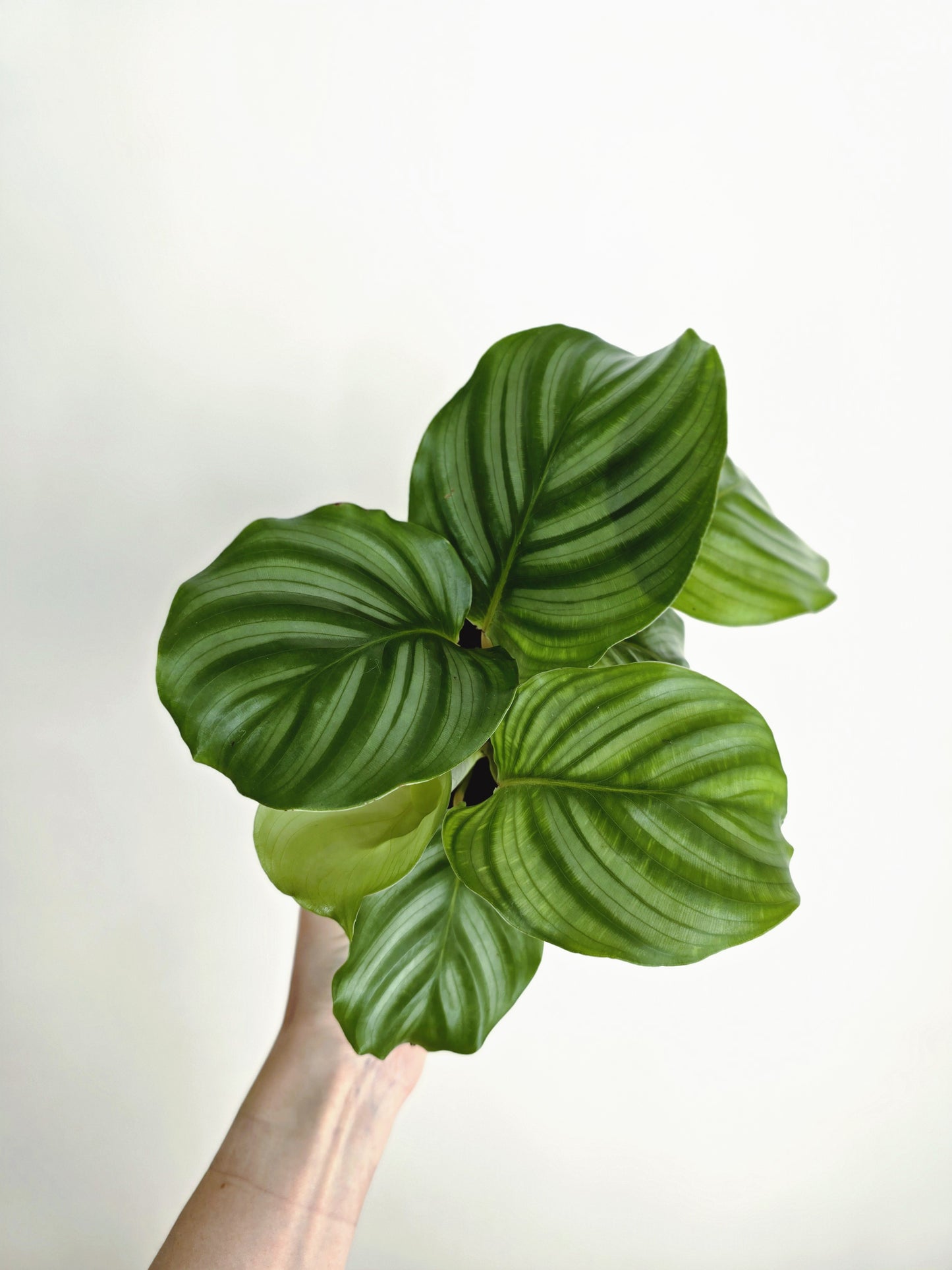 Calathea 'Orbifolia' - 118mm