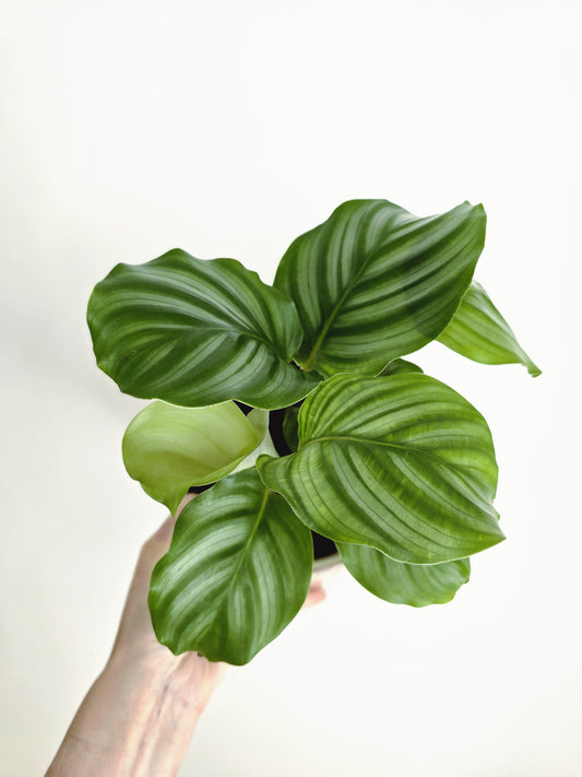 Calathea 'Orbifolia' - 118mm