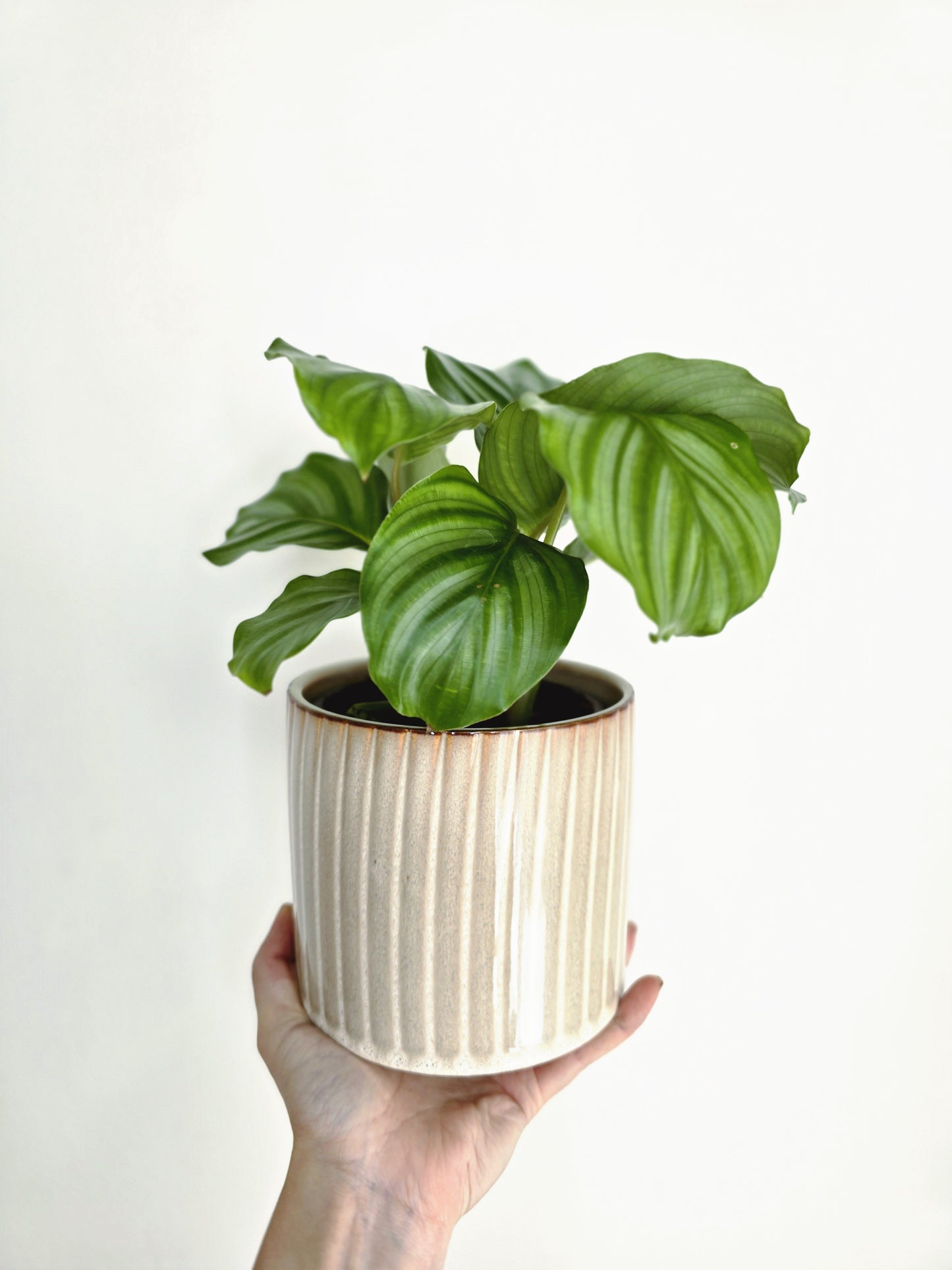 Calathea 'Orbifolia' - 118mm