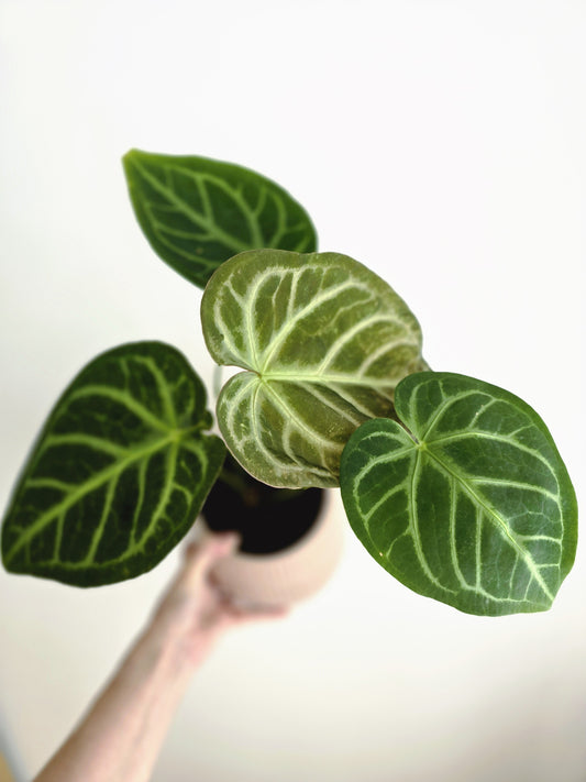 Anthurium 'Magnificum' - 125mm