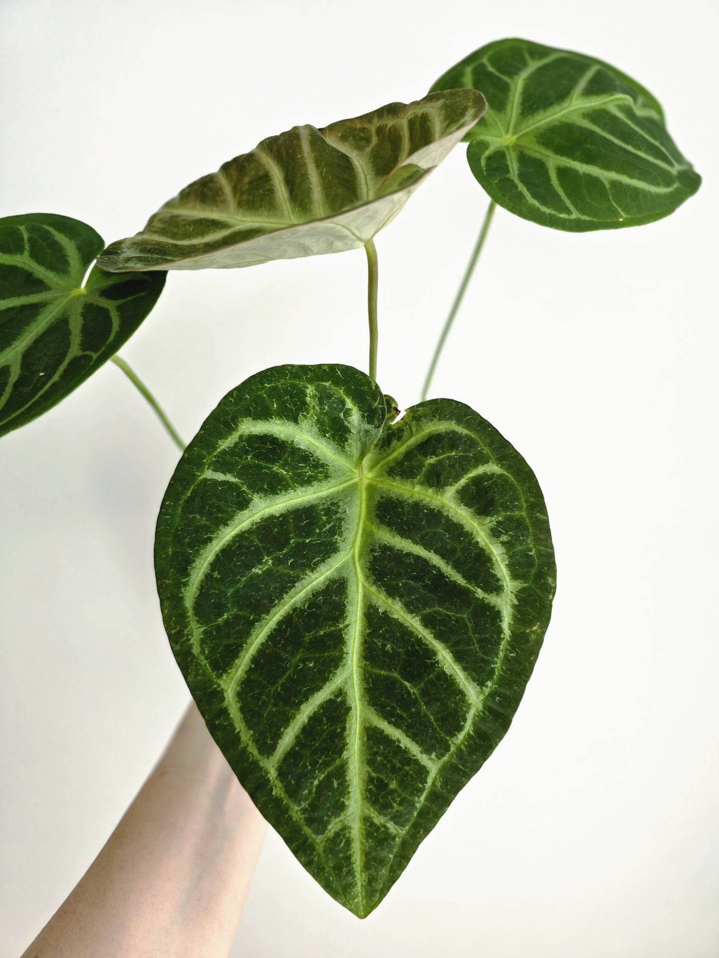 Anthurium 'Magnificum' - 125mm