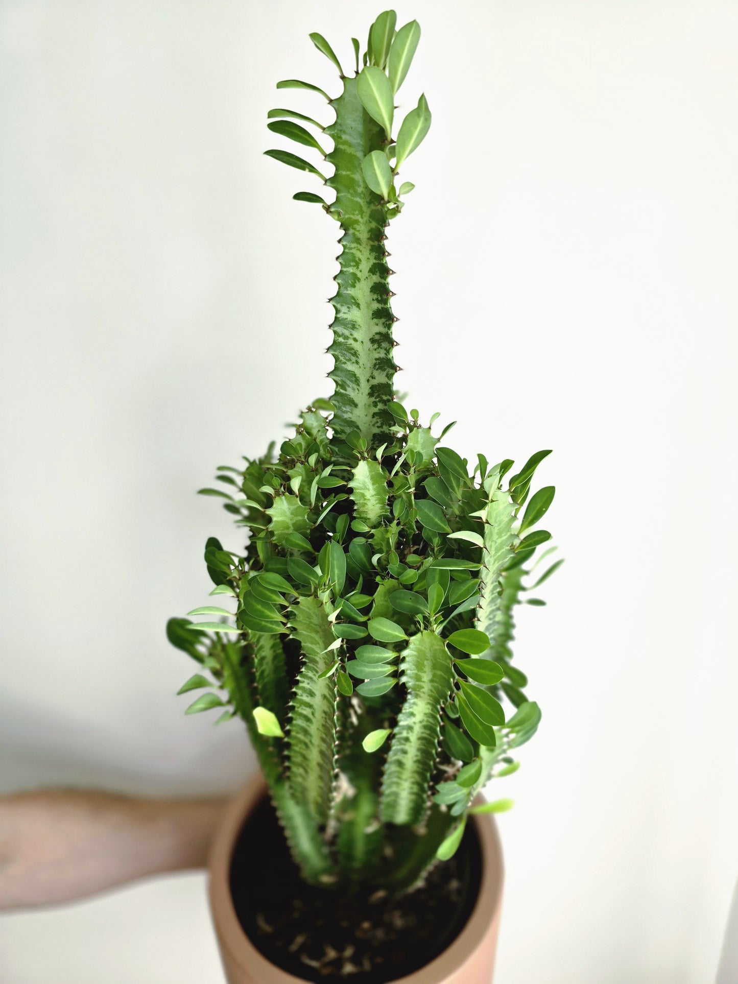 Euphorbia 'Trigona' Green - 200mm