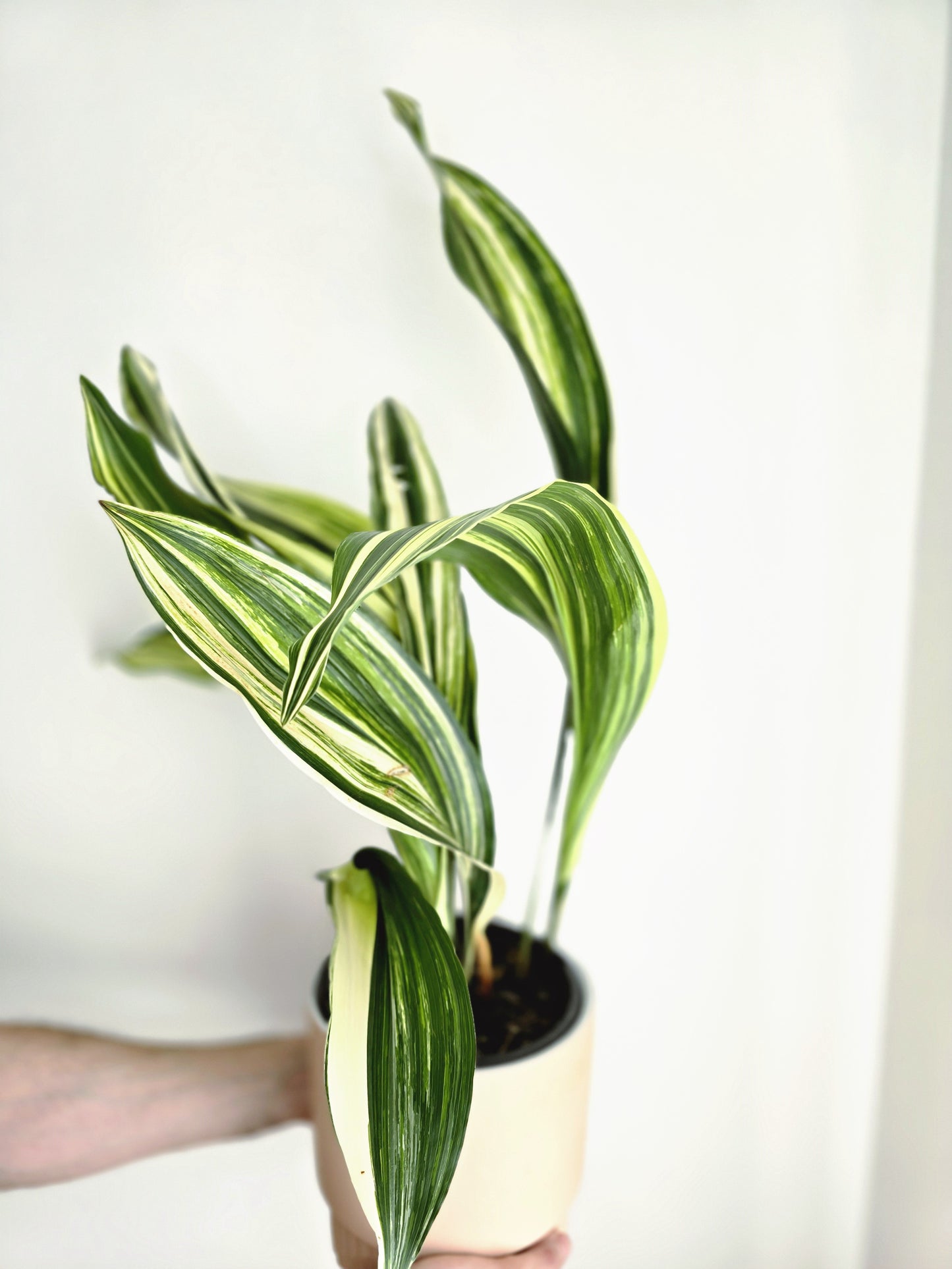 Aspidistra Elatior 'Variegated Cast Iron Plant' - 180mm