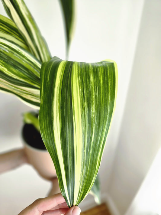 Aspidistra Elatior 'Variegated Cast Iron Plant' - 180mm