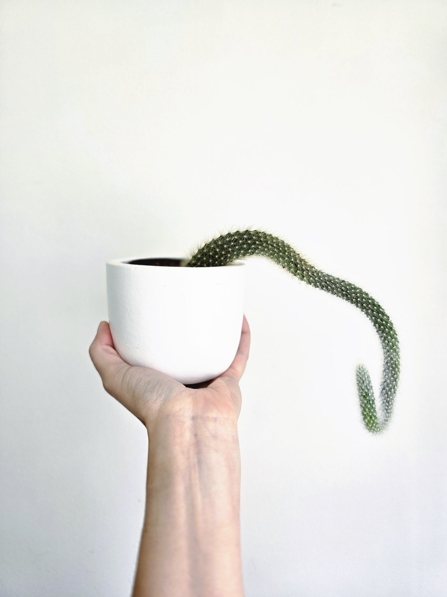 Hildewintera Colademononis 'Monkeys Tail' Cactus - 80mm