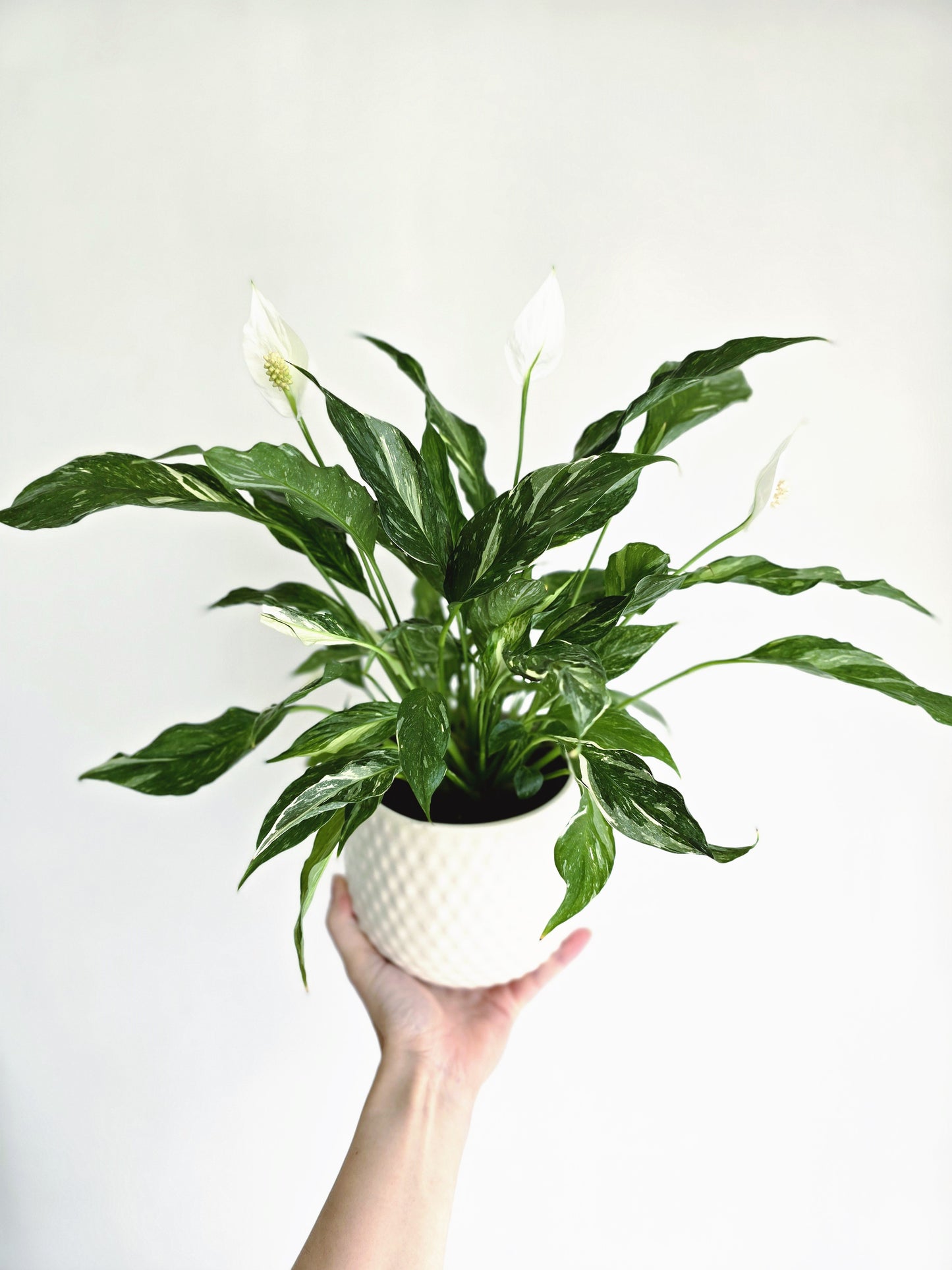 Spathiphyllum Floribundum 'Domino' - 125mm