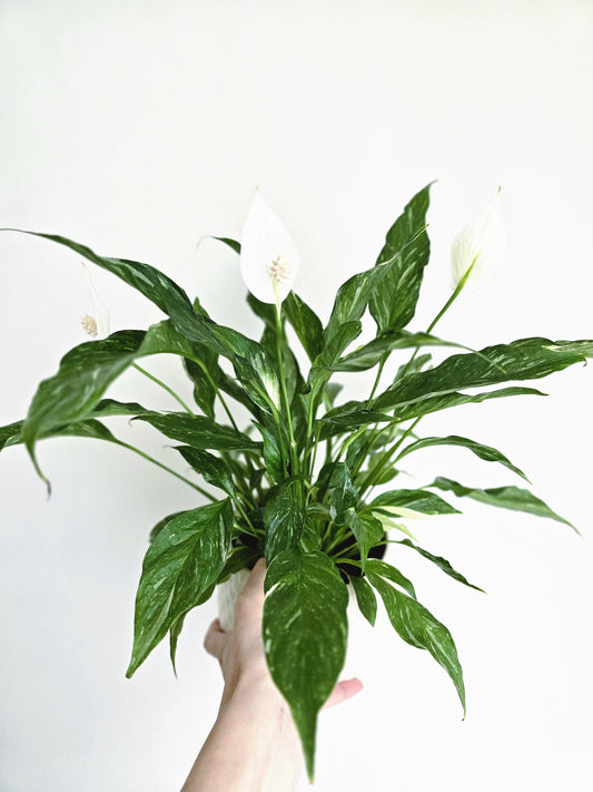 Spathiphyllum Floribundum 'Domino' - 125mm