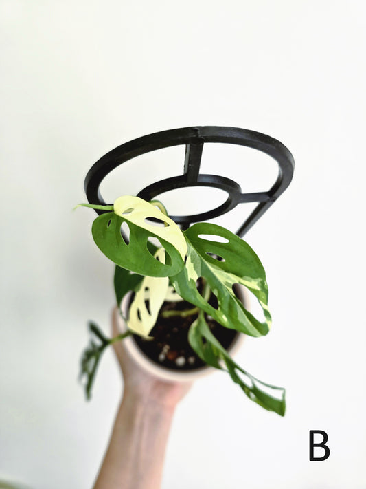 Monstera Adansonii 'Variegated' Ladder - 100mm