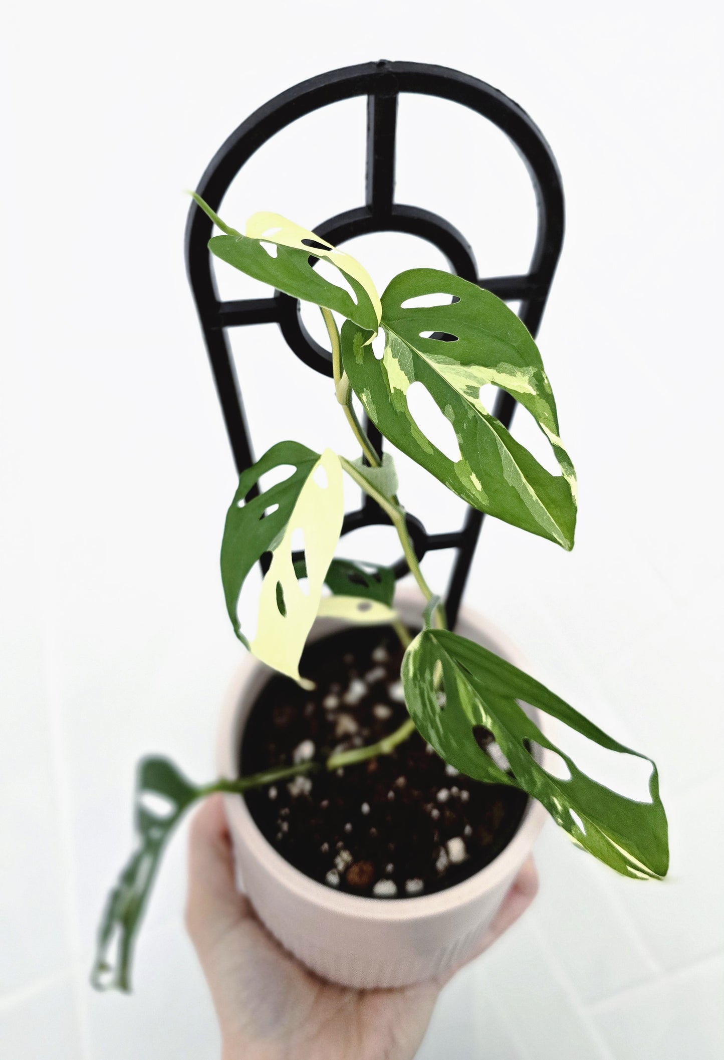 Monstera Adansonii 'Variegated' Ladder - 100mm