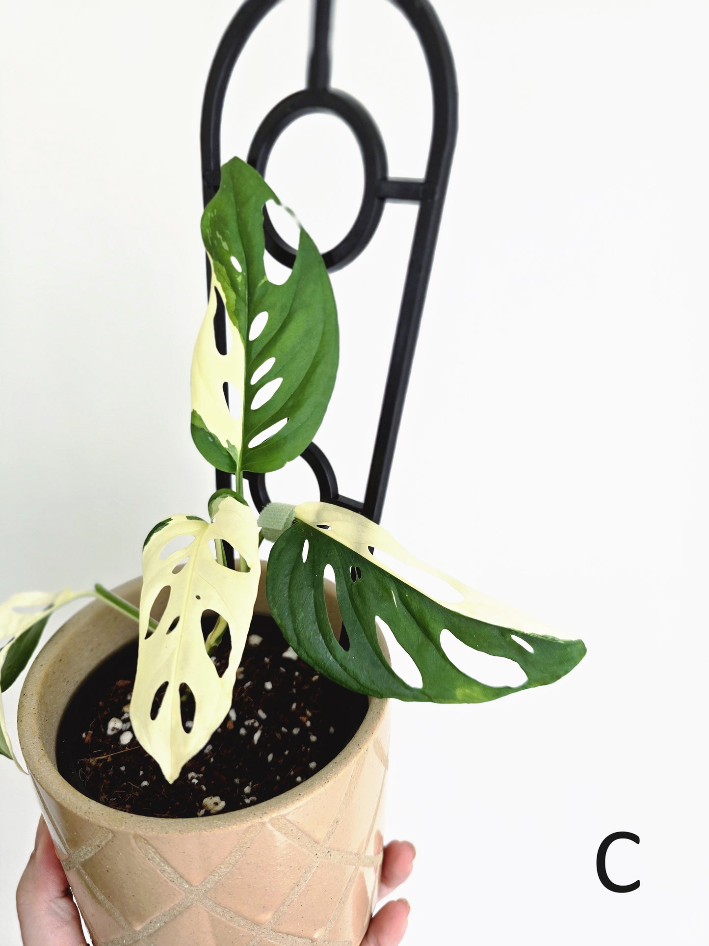 Monstera Adansonii 'Variegated' Ladder - 100mm