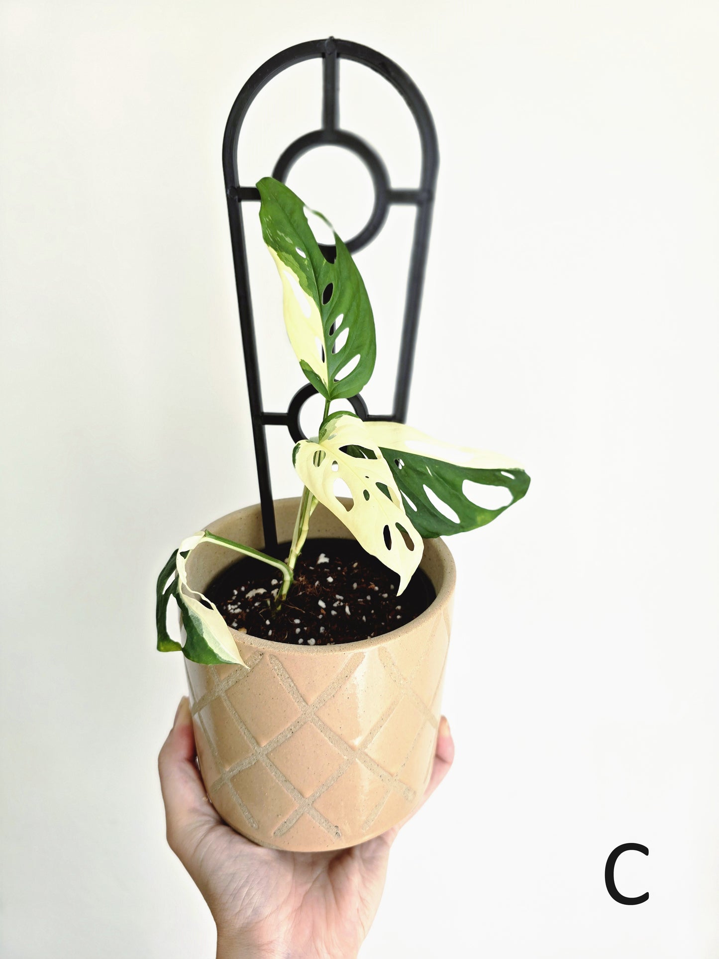 Monstera Adansonii 'Variegated' Ladder - 100mm
