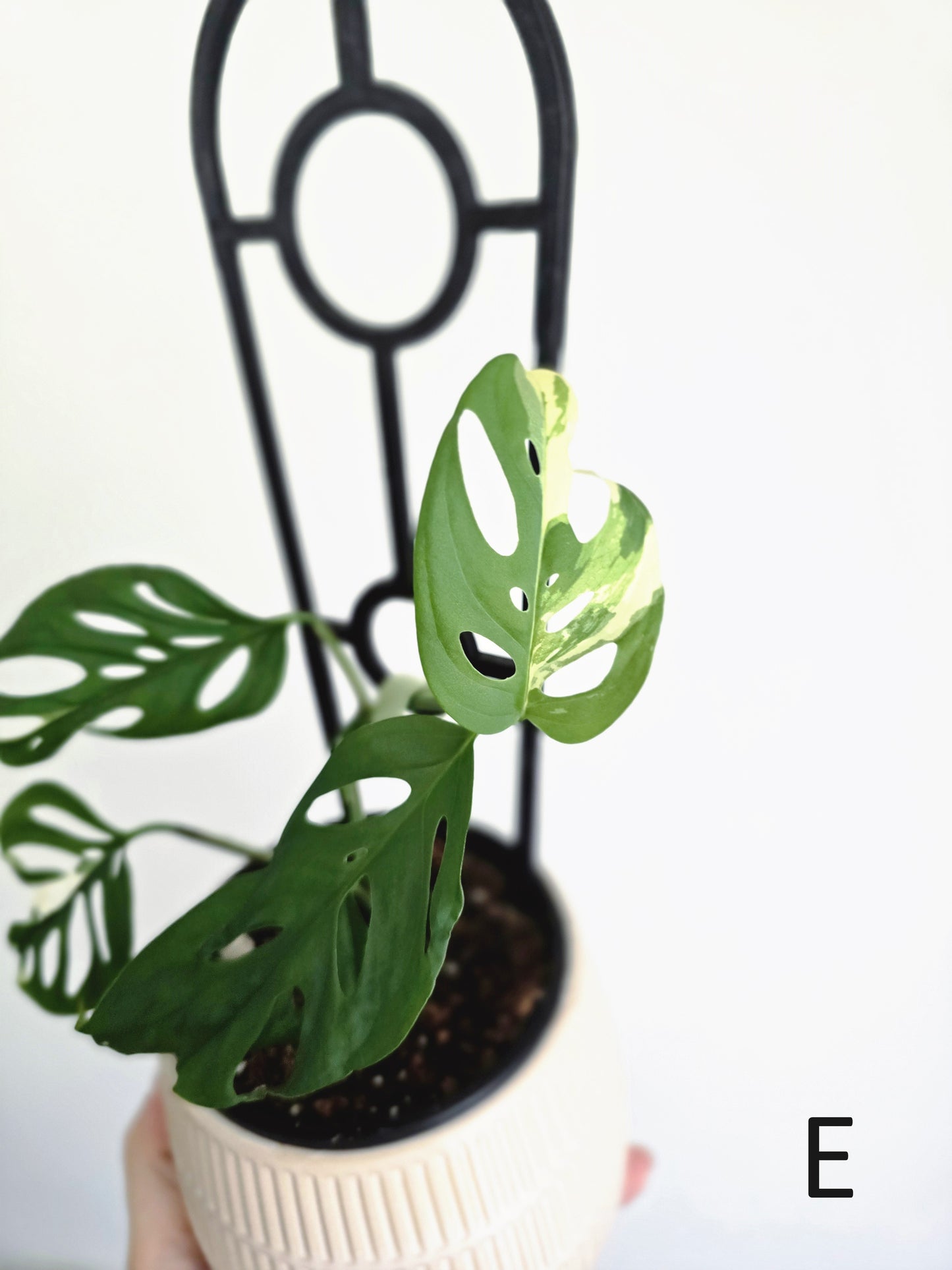 Monstera Adansonii 'Variegated' Ladder - 100mm