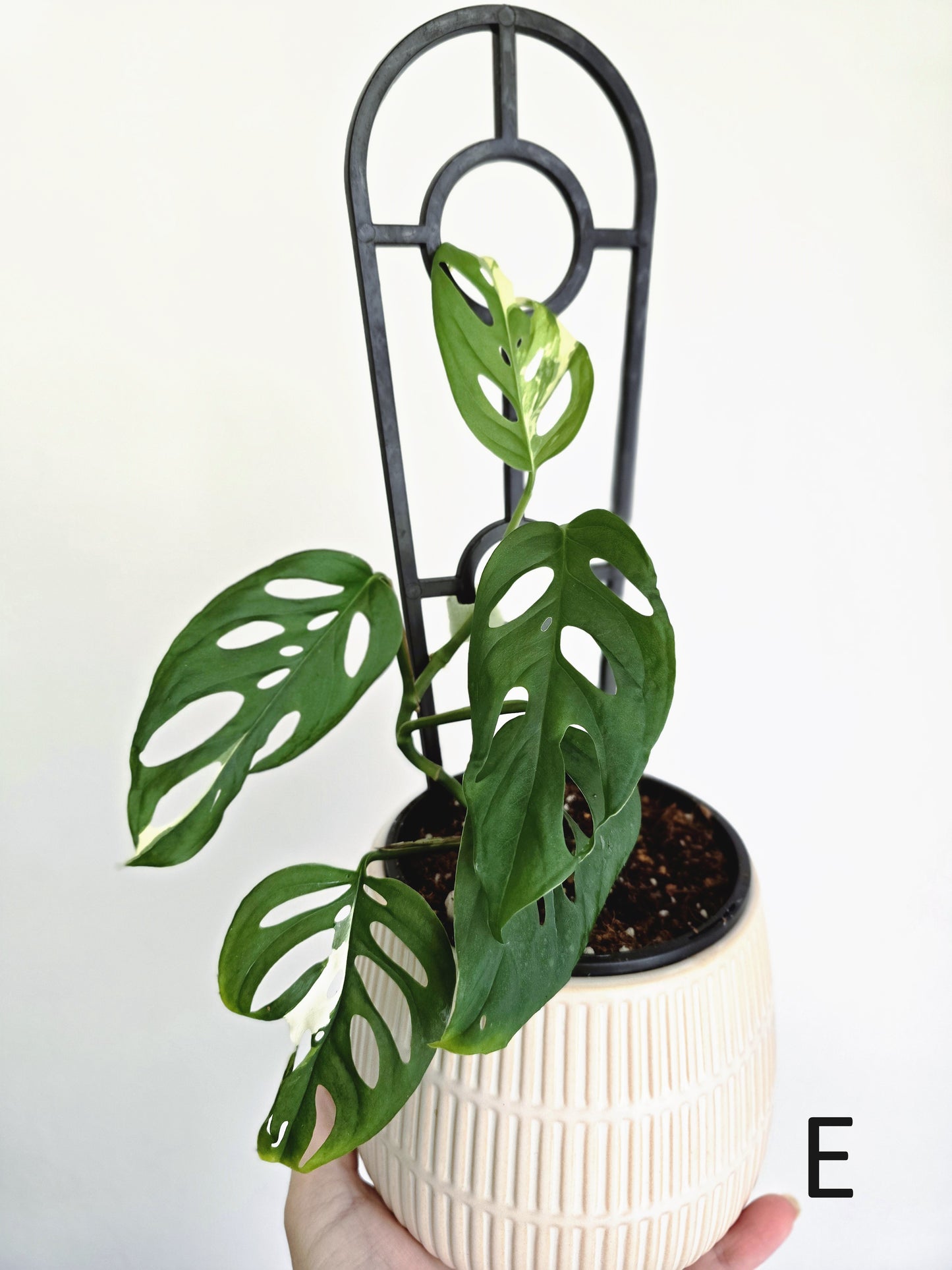 Monstera Adansonii 'Variegated' Ladder - 100mm