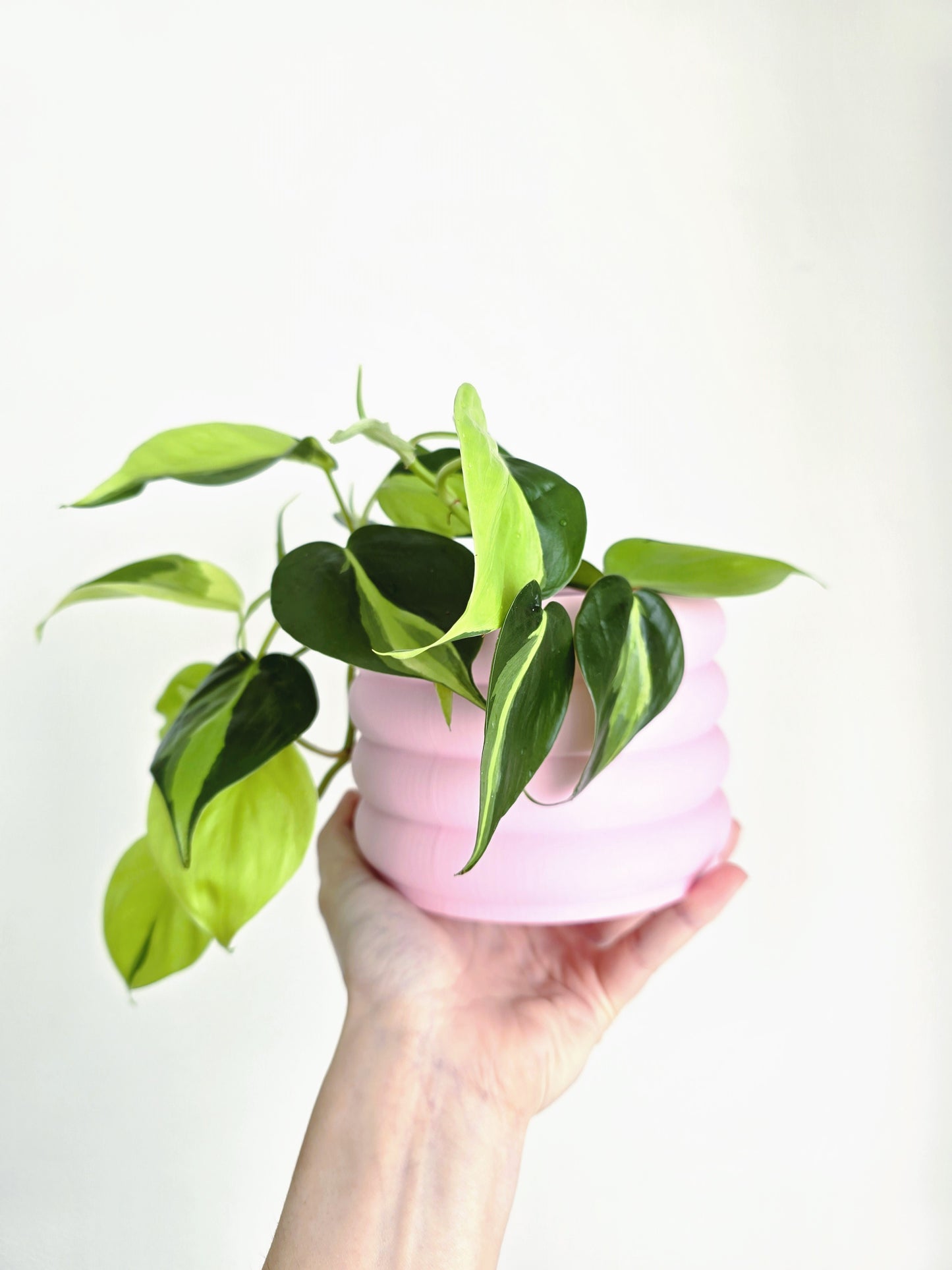 Philodendron Hederaceum 'Brasil' - 100mm
