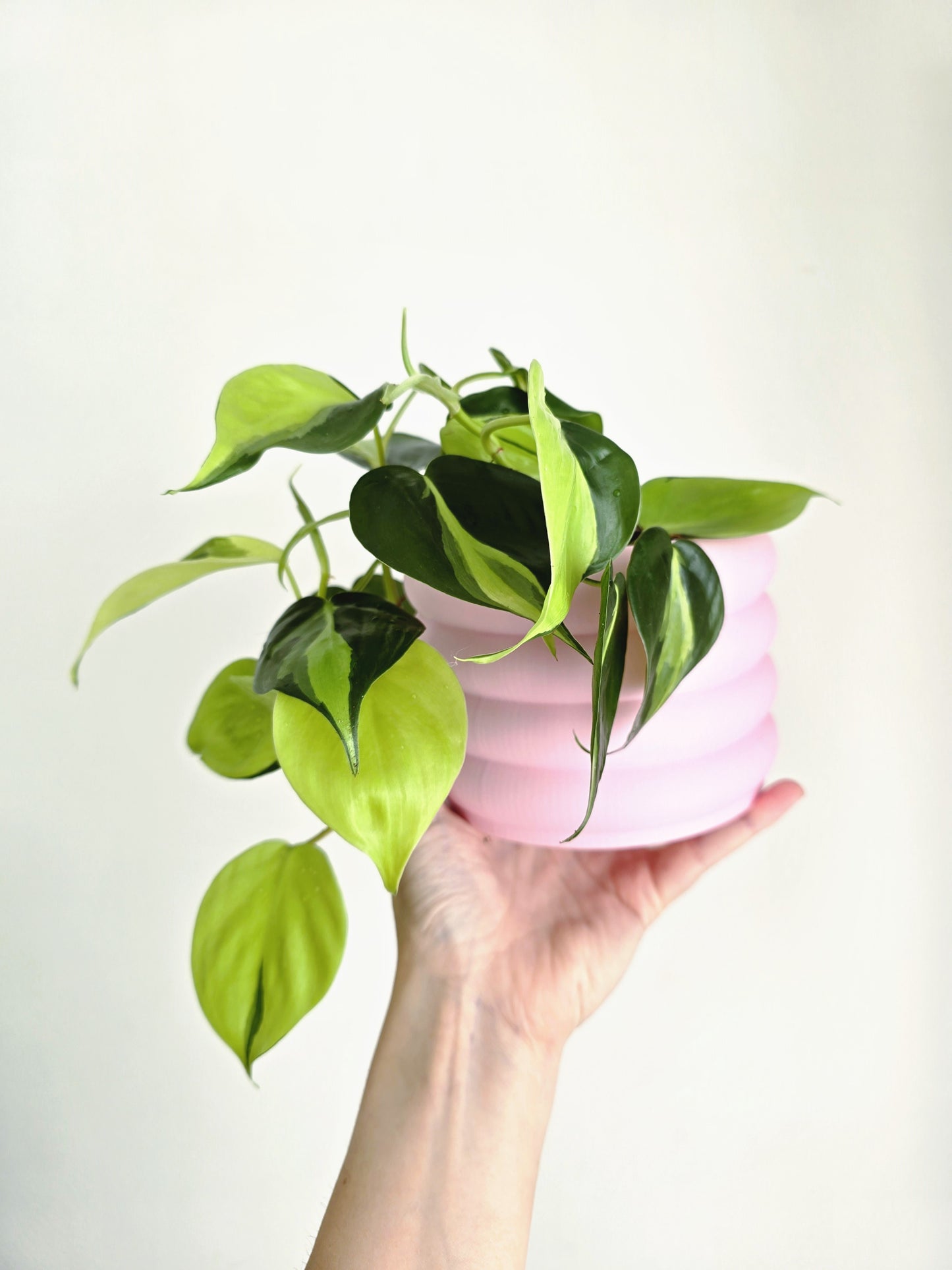 Philodendron Hederaceum 'Brasil' - 100mm
