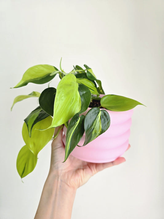 Philodendron Hederaceum 'Brasil' - 100mm