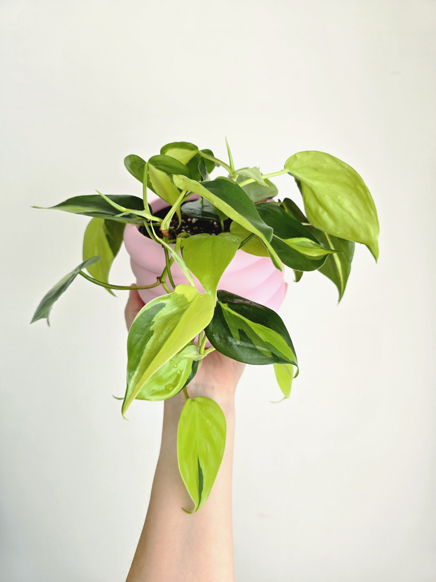 Philodendron Hederaceum 'Brasil' - 100mm