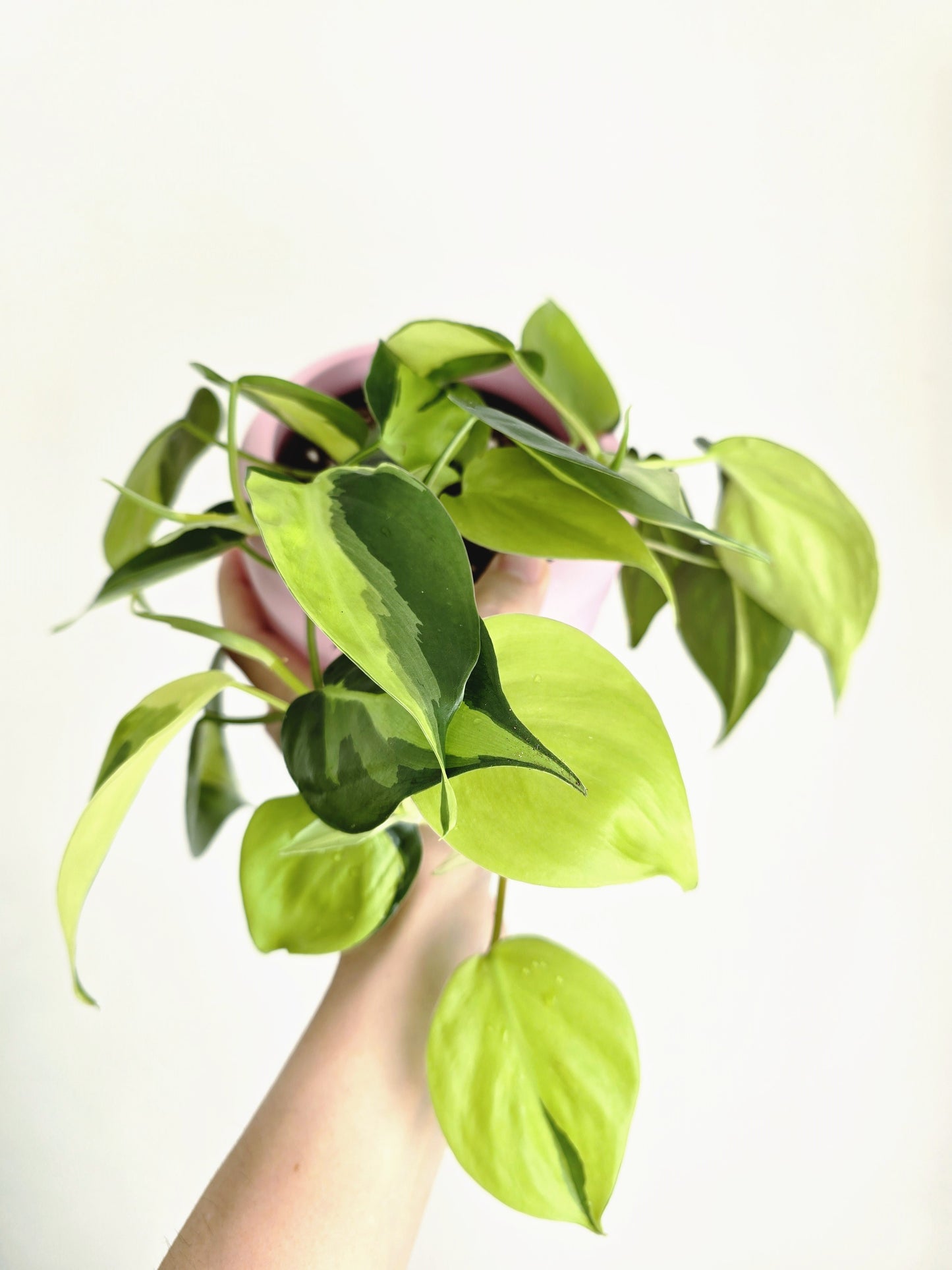 Philodendron Hederaceum 'Brasil' - 100mm