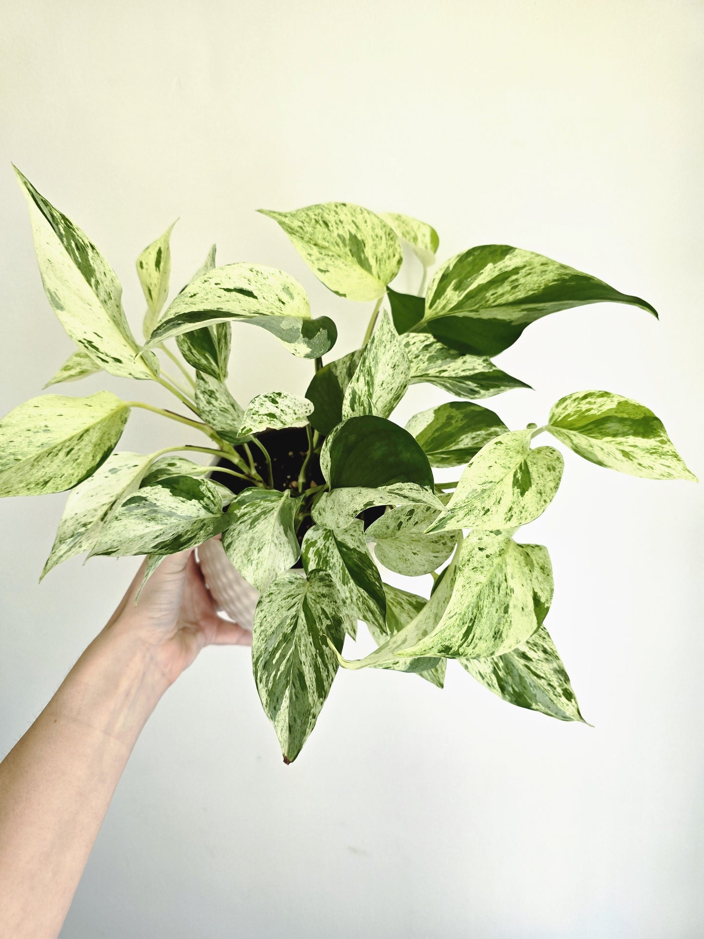 Epipremnum Aureum 'Marble Queen' - 118mm