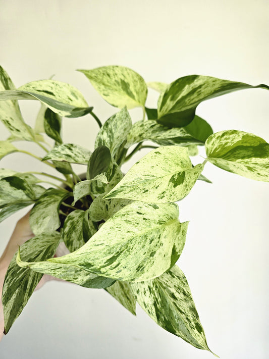 Epipremnum Aureum 'Marble Queen' - 118mm