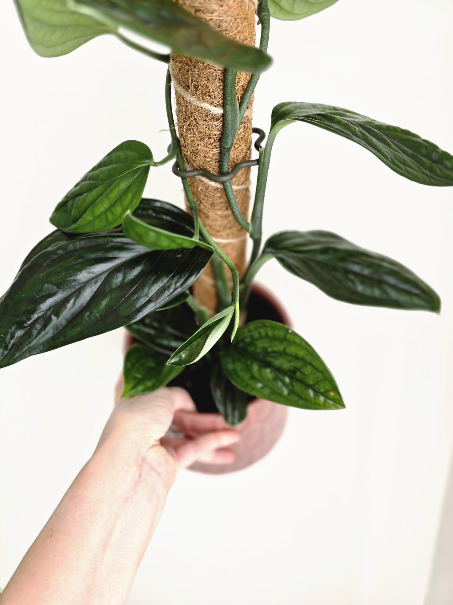 Monstera Karstenianum 'Peru' Totem - 140mm