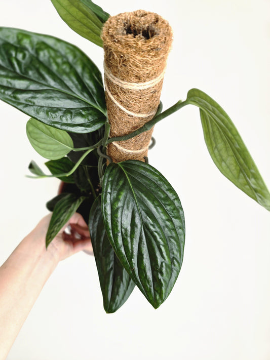 Monstera Karstenianum 'Peru' Totem - 140mm