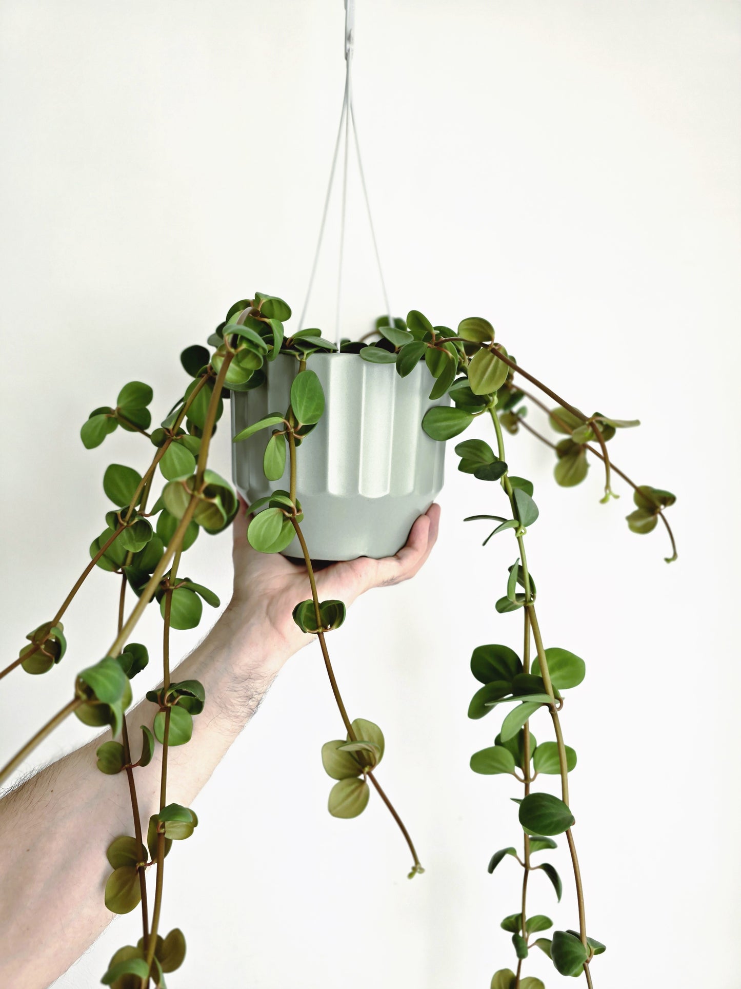 Peperomia 'Hope' Hanging Basket - 130mm