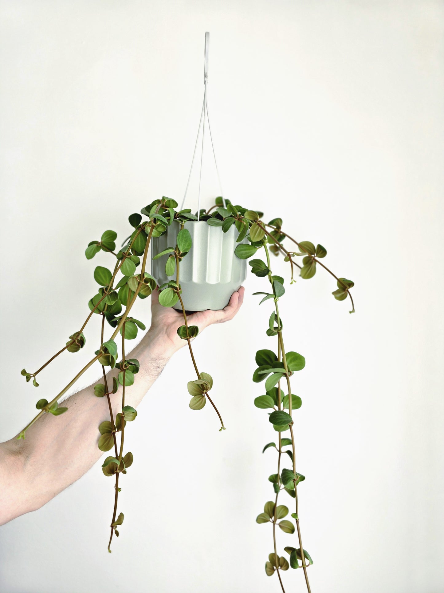 Peperomia 'Hope' Hanging Basket - 130mm