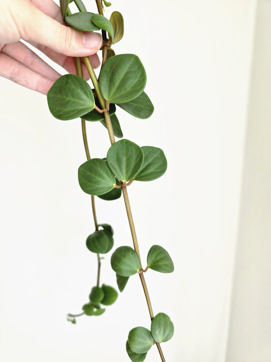 Peperomia 'Hope' Hanging Basket - 130mm