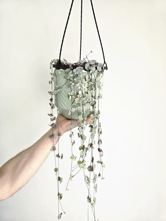 Ceropegia Woodii 'Chain of Hearts' Variegated Hanging Basket - 200mm