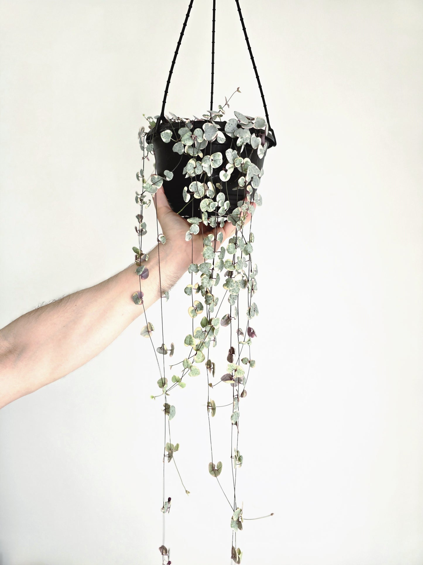 Ceropegia Woodii 'Chain of Hearts' Variegated Hanging Basket - 200mm