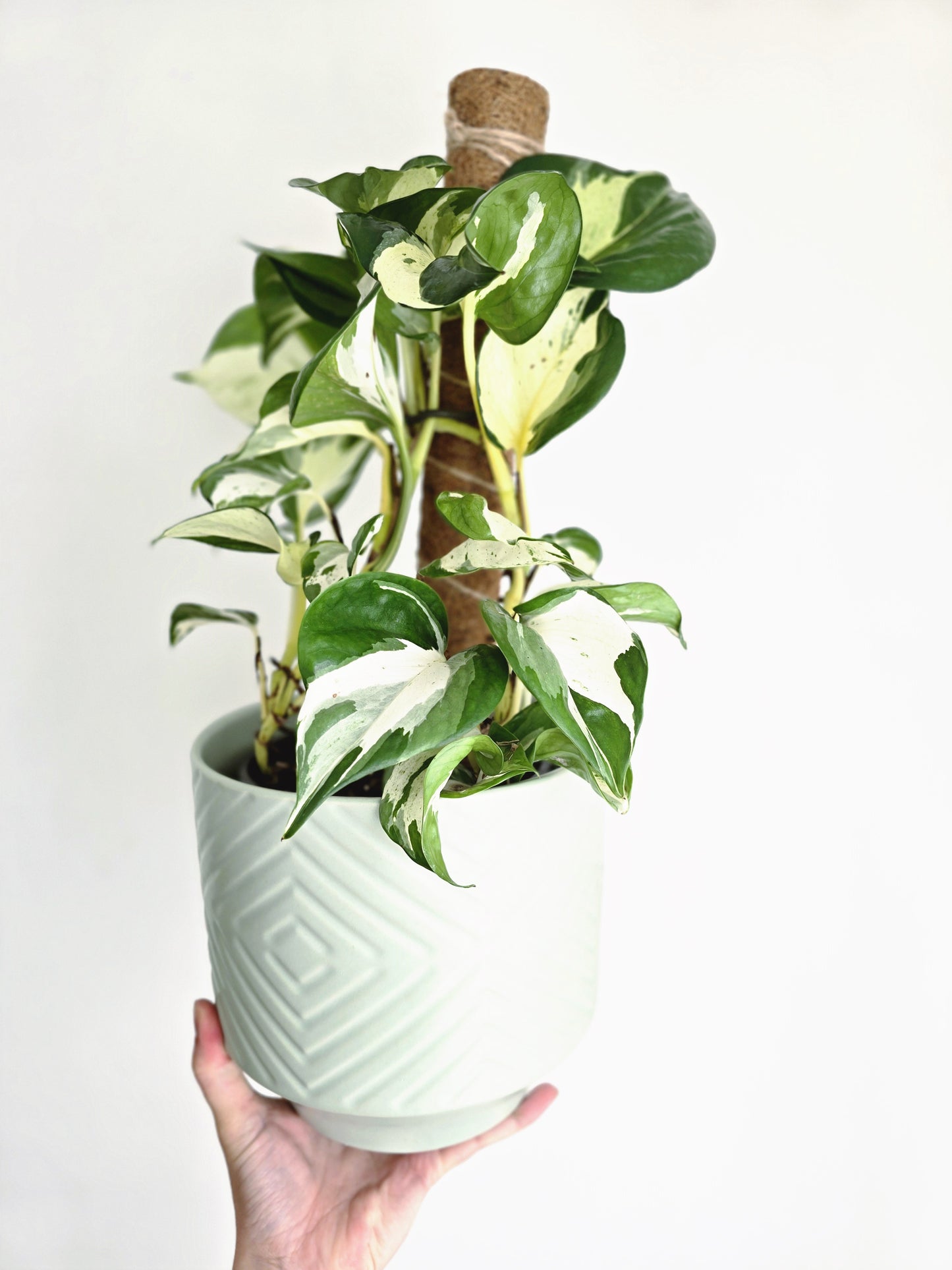 Epipremnum Aureum 'Manjula' Totem - 150mm