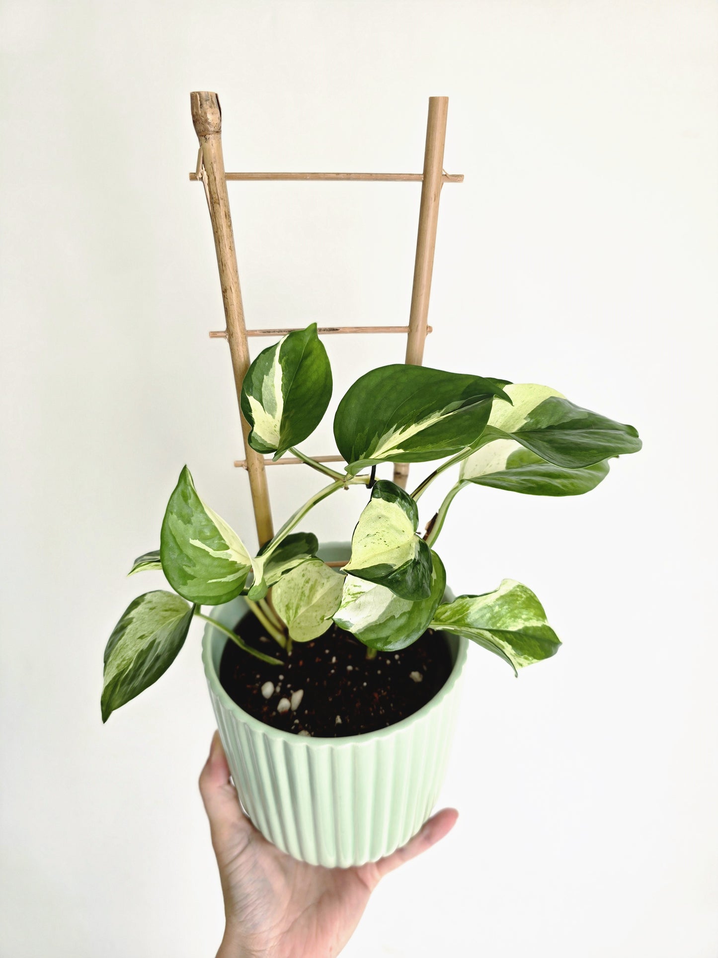 Epipremnum Aureum 'Manjula' Ladder - 118mm