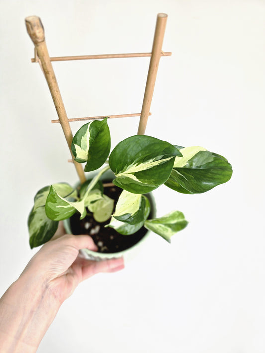 Epipremnum Aureum 'Manjula' Ladder - 118mm