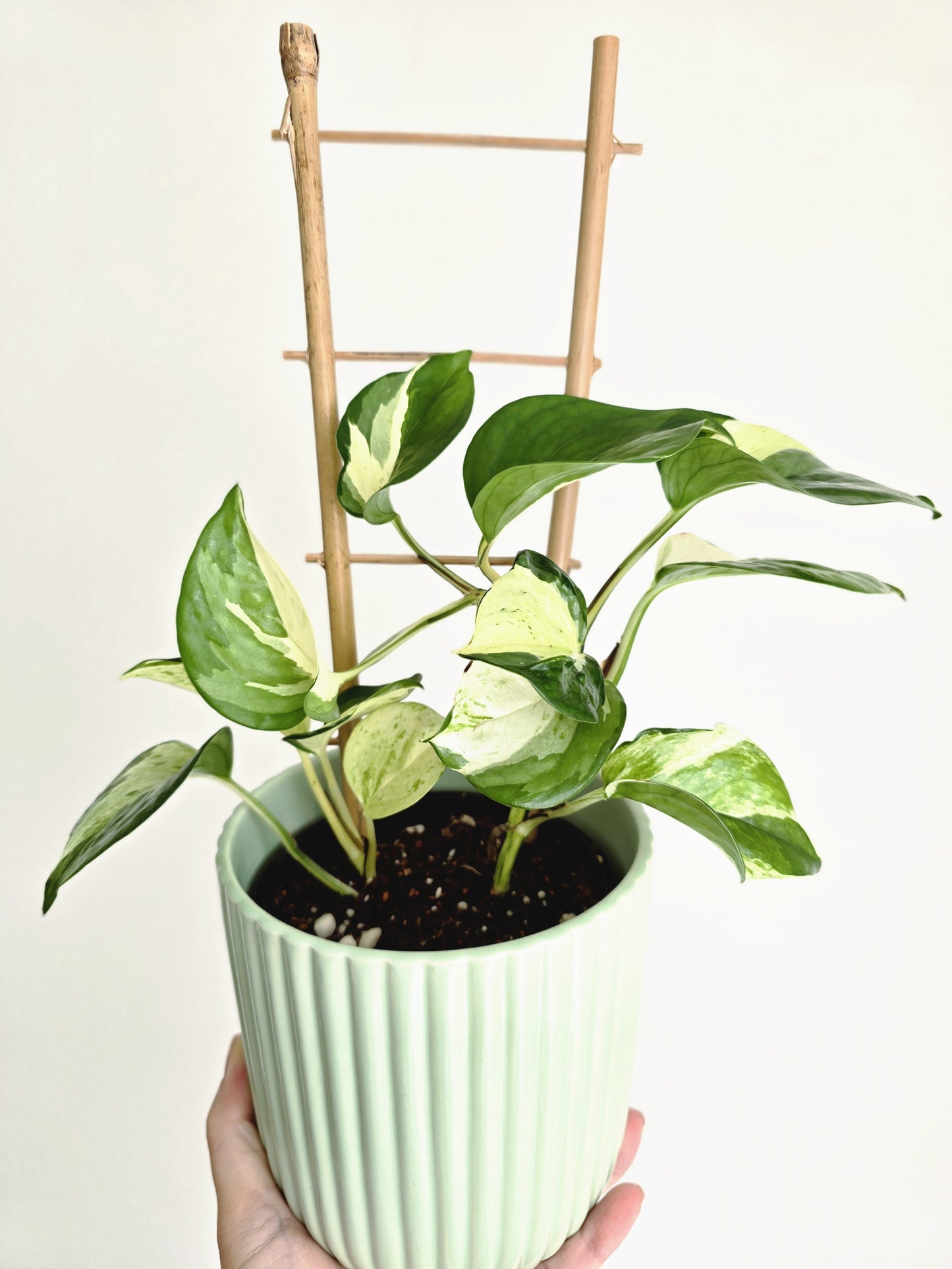 Epipremnum Aureum 'Manjula' Ladder - 118mm