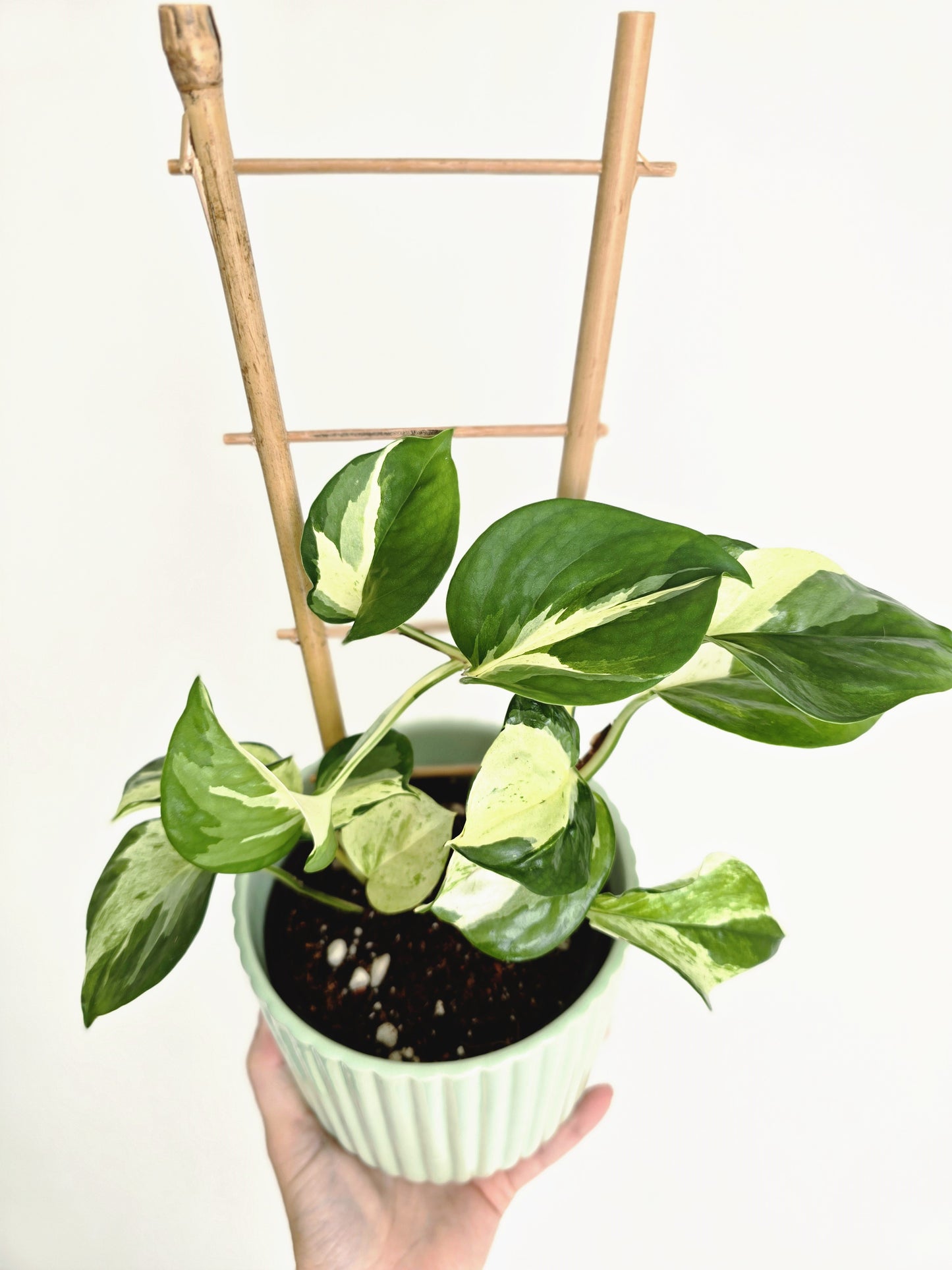 Epipremnum Aureum 'Manjula' Ladder - 118mm
