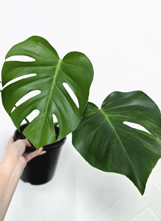 Monstera Deliciosa Sport Variegated 'Green on Green' - 165mm