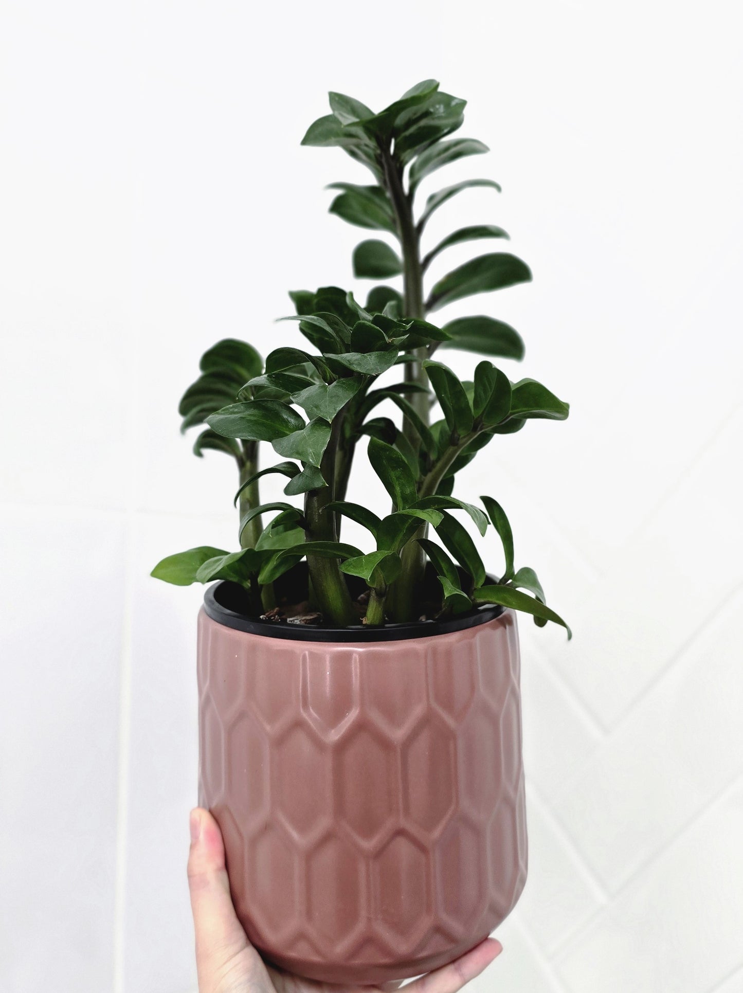 Zamioculcas Zamiifolia 'Zenzii' - 150mm