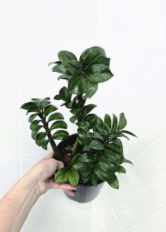 Zamioculcas Zamiifolia 'Zenzii' - 150mm