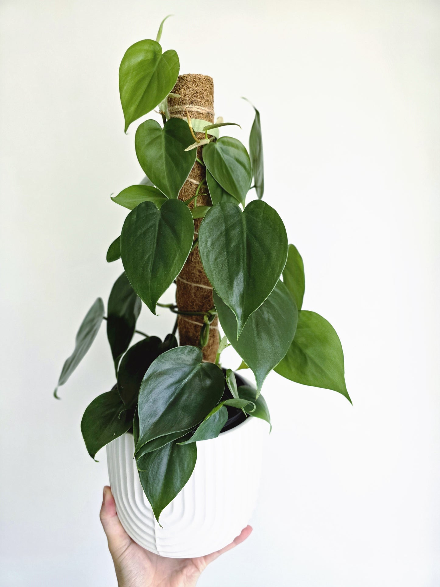 Philodendron Cordatum 'Heart Leaf' Totem - 150mm