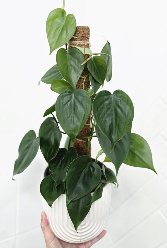 Philodendron Cordatum 'Heart Leaf' Totem - 150mm
