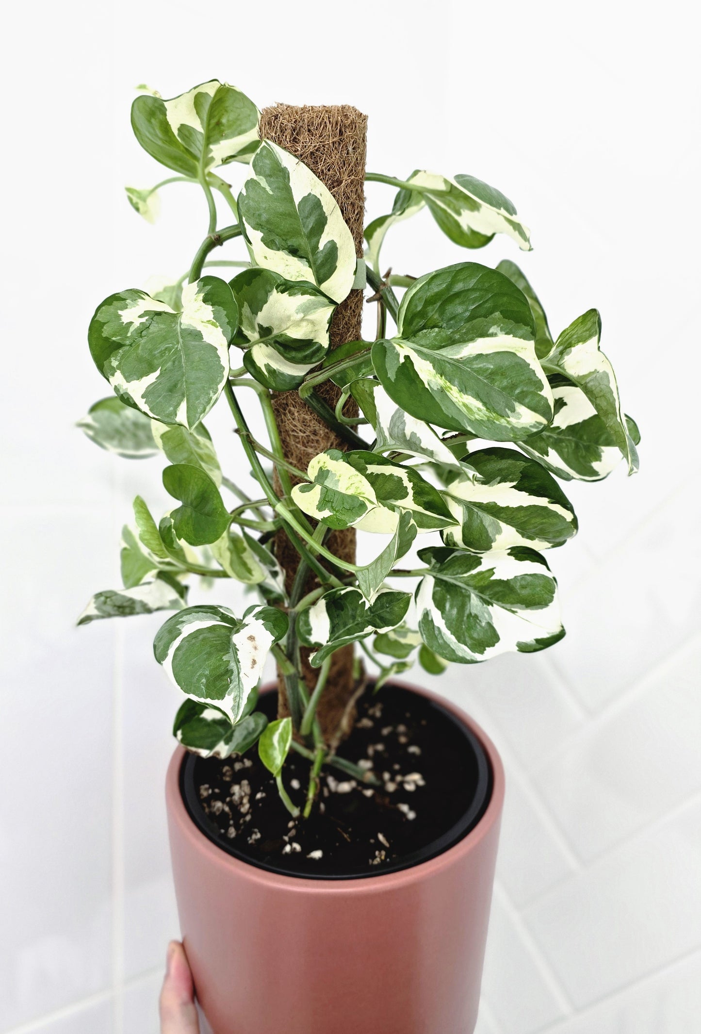 Epipremnum Aureum 'Snow Queen' Totem - 150mm