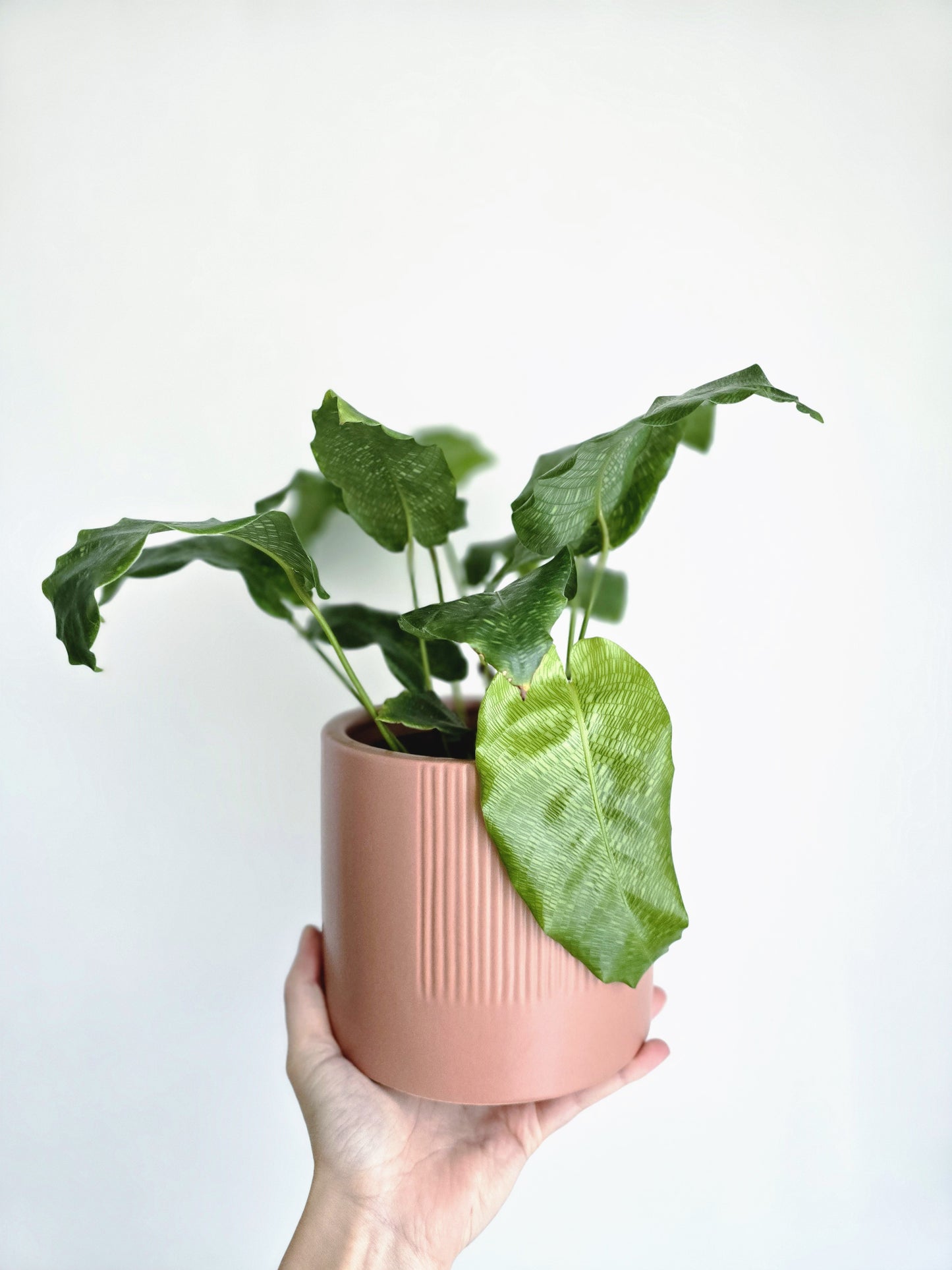 Calathea 'Musaica' - 130mm