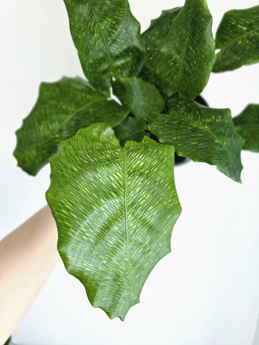 Calathea 'Musaica' - 130mm